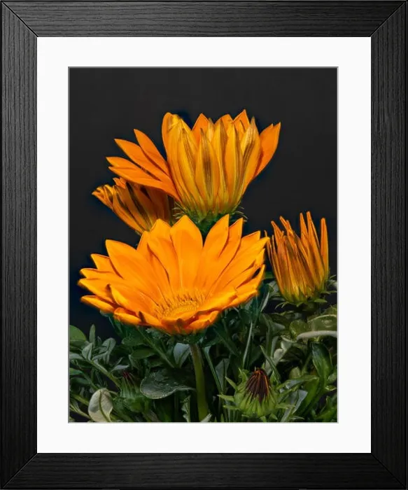 Framed Print : Fine art still life color flower macro portrait of a blooming wide open orange delosperma blossoms with green leaves Framed Print : Fine art still life color flower macro portrait of a blooming wide open orange delosperma blossoms with green leaves