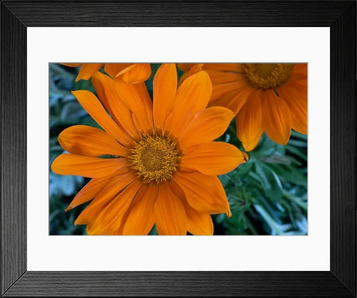 Framed Print : Fine art still life color flower macro portrait of a blooming wide open orange delosperma blossoms with green leaves Framed Print : Fine art still life color flower macro portrait of a blooming wide open orange delosperma blossoms with green leaves