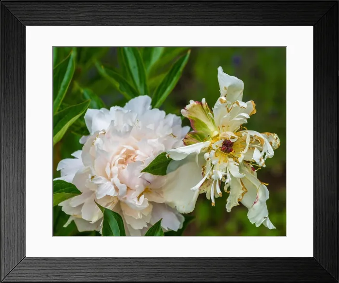 Framed Print : Still life fine art color outdoor flower image of fading pink white peony blossoms on natural green background