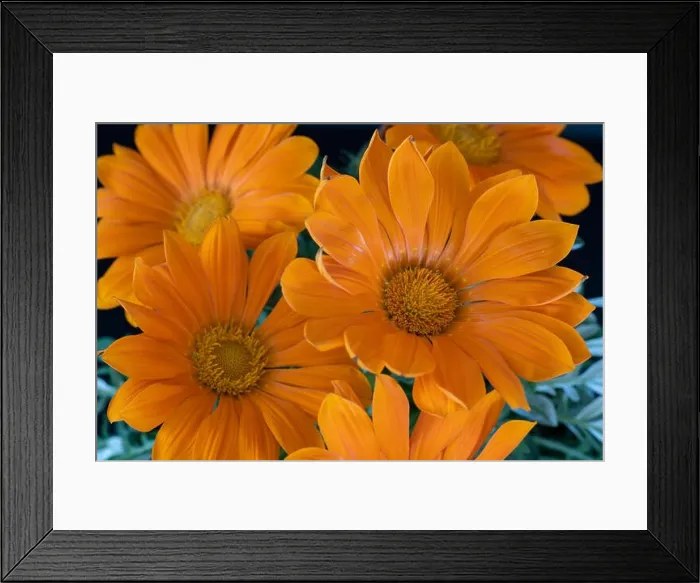 Framed Print : Fine art still life color flower macro portrait of a blooming wide open orange delosperma blossoms with green leaves