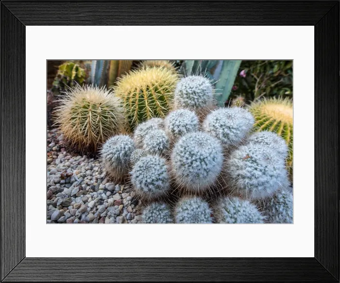Framed Print : Still life color macro photo of a group of mammillarias surrounded by two large golden ball cactus in a gardening bed Framed Print : Still life color macro photo of a group of mammillarias surrounded by two large golden ball cactus in a gardening bed
