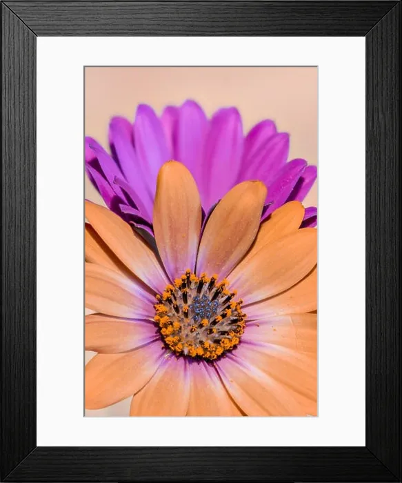 Framed Print : Fine art still life color flower macro photo of a wide open blooming pastel orange violet cape daisy  /  marguerite