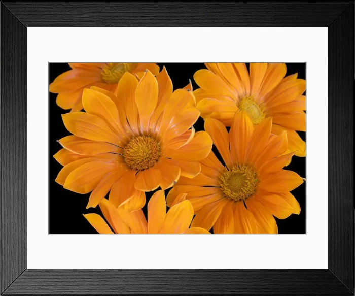 Framed Print : Fine art still life color flower macro portrait of a set of single isolated blooming wide open orange delosperma Framed Print : Fine art still life color flower macro portrait of a set of single isolated blooming wide open orange delosperma