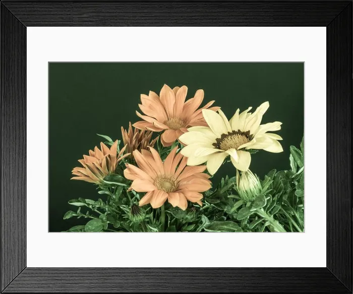 Framed Print : Fine art still life vintage pastel color flower macro portrait of blooming wide open orange Framed Print : Fine art still life vintage pastel color flower macro portrait of blooming wide open orange