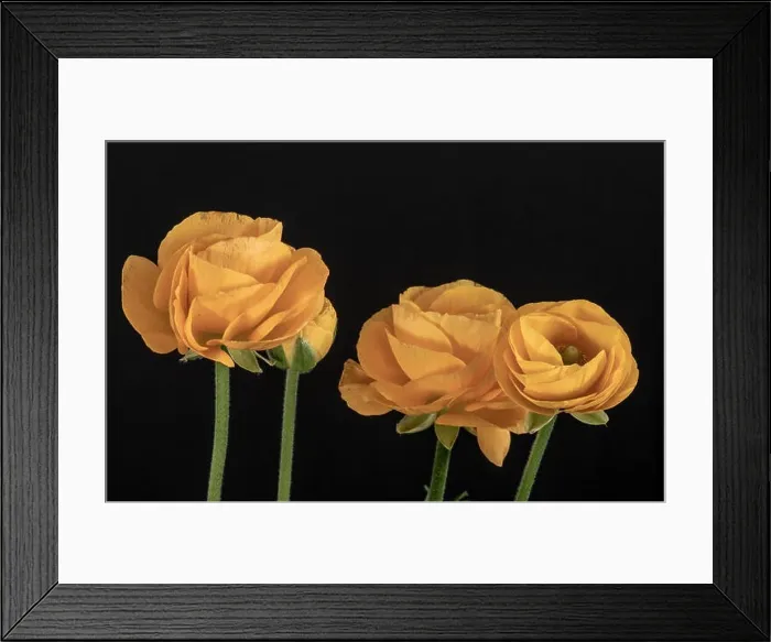 Framed Print : Detailed fine art still life colorful seasonal macro front view portrait of four yellow blooming buttercup blossoms Framed Print : Detailed fine art still life colorful seasonal macro front view portrait of four yellow blooming buttercup blossoms