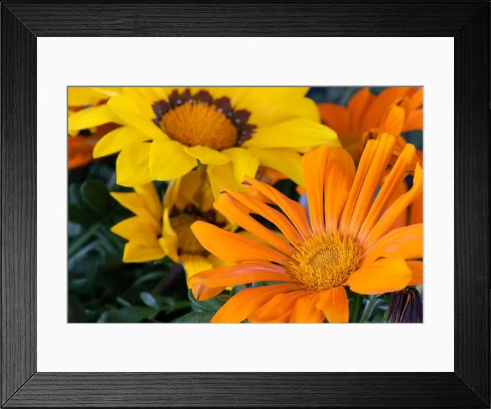 Framed Print : Fine art still life color flower macro portrait of a blooming wide open yellow Framed Print : Fine art still life color flower macro portrait of a blooming wide open yellow