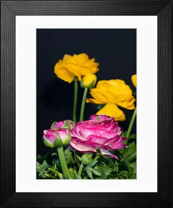 Framed Print : Detailed fine art still life colorful seasonal macro front view portrait of yellow Framed Print : Detailed fine art still life colorful seasonal macro front view portrait of yellow
