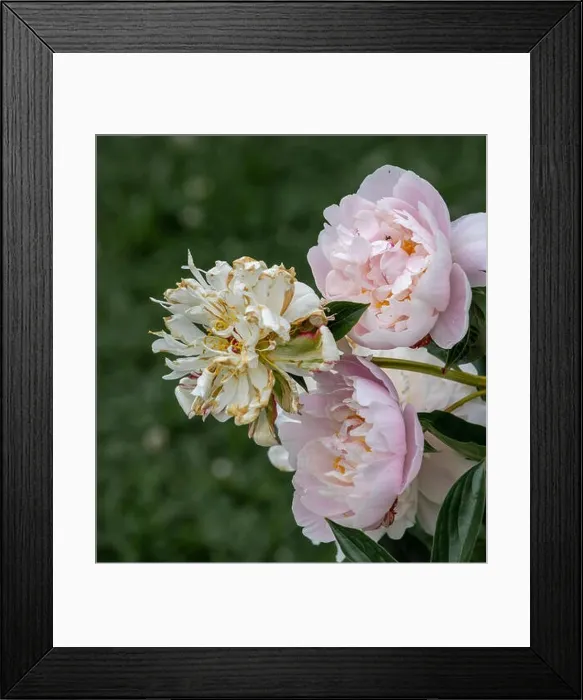 Framed Print : Still life fine art color outdoor flower image of fading pink white peony blossoms on natural green background Framed Print : Still life fine art color outdoor flower image of fading pink white peony blossoms on natural green background