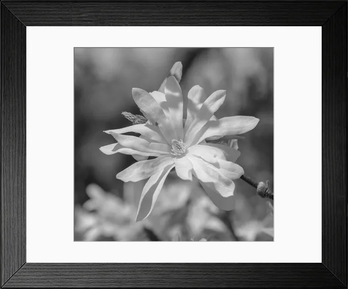 Framed Print : Floral natural outdoor monochrome fine art still life nature floral macro of a white flowering magnolia blossom in