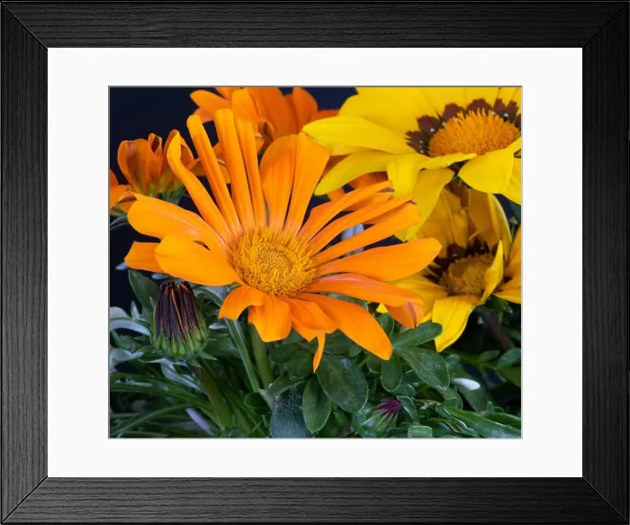 Framed Print : Fine art still life color flower macro portrait of a blooming wide open yellow