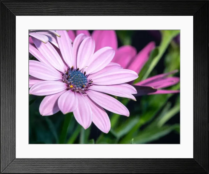 Framed Print : Fine art still life color flower macro portrait of a wide open blooming pink cape daisy / marguerite blossom Framed Print : Fine art still life color flower macro portrait of a wide open blooming pink cape daisy / marguerite blossom
