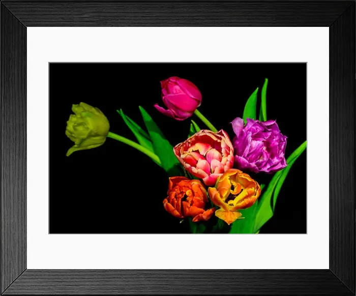 Framed Print : Fine art floral still life colorful flower macro of a blooming tulip bouquet of six on black background with red Framed Print : Fine art floral still life colorful flower macro of a blooming tulip bouquet of six on black background with red