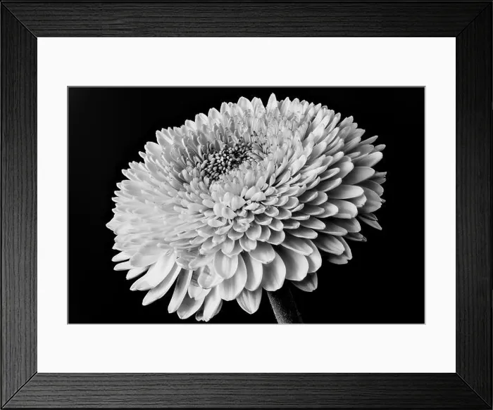 Framed Print : Monchrome black and white floral fine art still life detailed macro of a single isolated gerbera blossom on black Framed Print : Monchrome black and white floral fine art still life detailed macro of a single isolated gerbera blossom on black