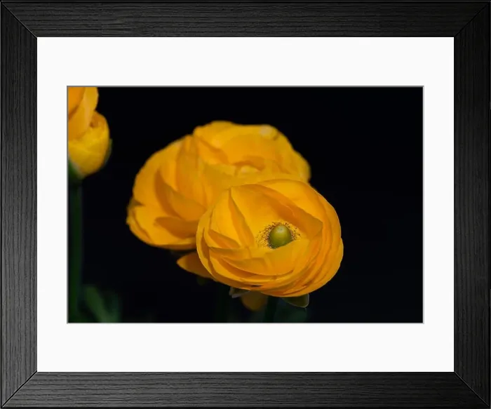 Framed Print : Detailed fine art still life colorful seasonal macro top view portrait of yellow blooming buttercup blossoms with Framed Print : Detailed fine art still life colorful seasonal macro top view portrait of yellow blooming buttercup blossoms with