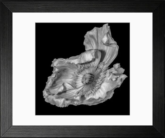 Framed Print : Floral fine art still life detailed monochrome macro flower portrait of single isolated wide open blooming satin / silk Framed Print : Floral fine art still life detailed monochrome macro flower portrait of single isolated wide open blooming satin / silk