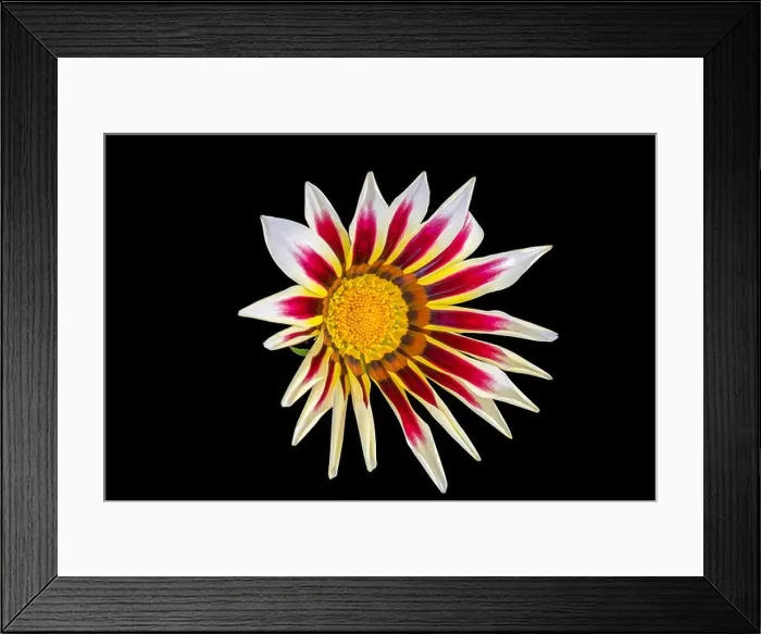 Framed Print : Fine art still life color flower macro portrait of a single isolated blooming wide open white red orange delosperma Framed Print : Fine art still life color flower macro portrait of a single isolated blooming wide open white red orange delosperma