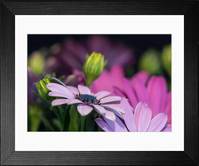 Framed Print : Fine art still life color flower macro portrait of wide open blooming pink cape daisy / marguerite blossoms with green Framed Print : Fine art still life color flower macro portrait of wide open blooming pink cape daisy / marguerite blossoms with green