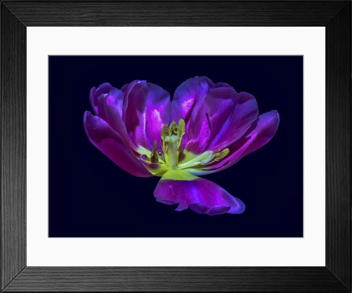 Framed Print : Fine art still life colorful macro flower portrait of a single isolated dark violet yellow fully wide opened blooming Framed Print : Fine art still life colorful macro flower portrait of a single isolated dark violet yellow fully wide opened blooming