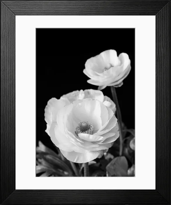 Framed Print : Detailed fine art still life monochrome seasonal macro top view portrait of blooming white buttercup blossoms with