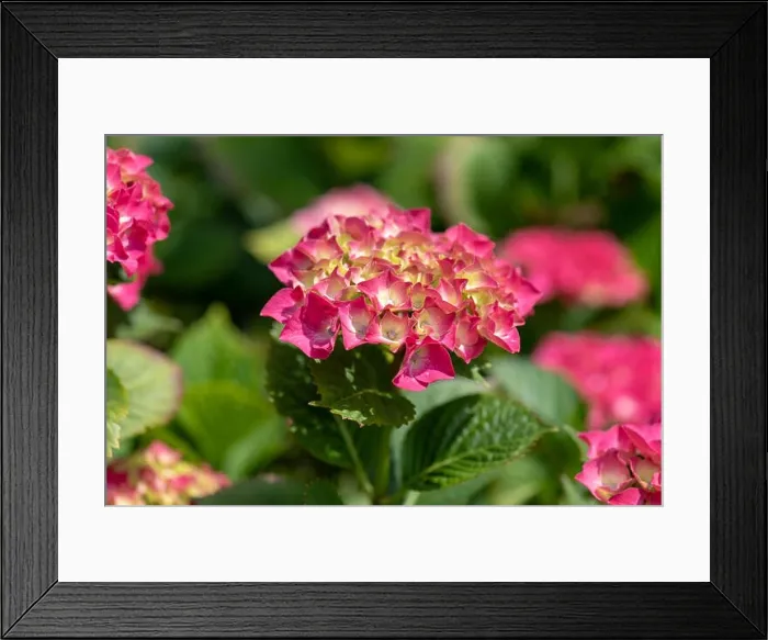Framed Print : Color outdoor floral color image of young blooming red pink hydrangea blossoms and leaves on natural green background Framed Print : Color outdoor floral color image of young blooming red pink hydrangea blossoms and leaves on natural green background