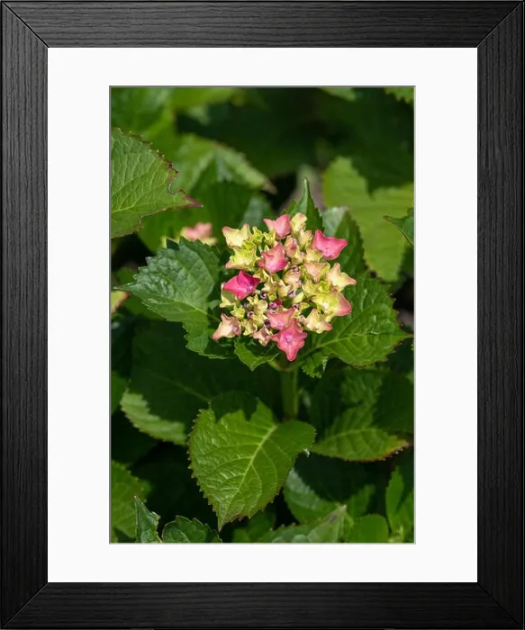 Framed Print : Color outdoor floral color image of young blooming red pink hydrangea blossoms and leaves on natural green background Framed Print : Color outdoor floral color image of young blooming red pink hydrangea blossoms and leaves on natural green background