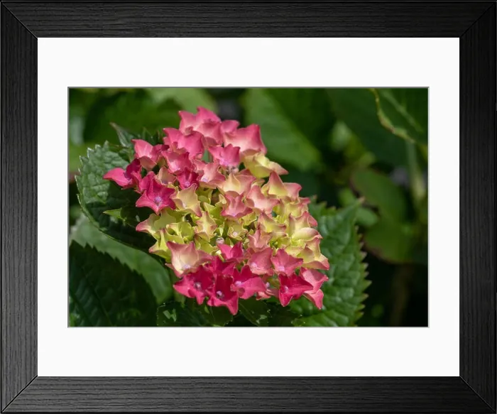 Framed Print : Color outdoor floral color image of young blooming red pink hydrangea blossoms and leaves on natural green background Framed Print : Color outdoor floral color image of young blooming red pink hydrangea blossoms and leaves on natural green background