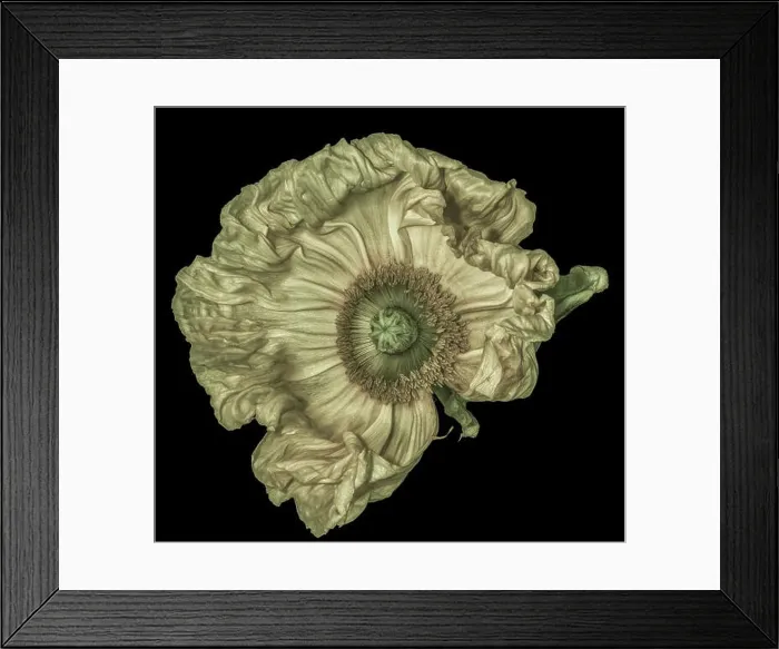 Framed Print : Floral fine art still life detailed color macro flower portrait of a pastel olive satin / silk poppy wide opened blossom Framed Print : Floral fine art still life detailed color macro flower portrait of a pastel olive satin / silk poppy wide opened blossom