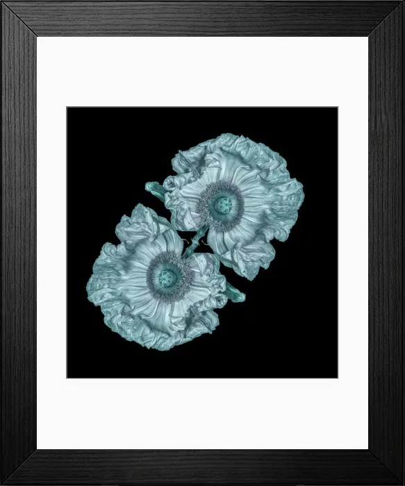 Framed Print : Floral fine art still life detailed monochrome olive green macro flower image of satin / silk poppy wide opened blossoms Framed Print : Floral fine art still life detailed monochrome olive green macro flower image of satin / silk poppy wide opened blossoms