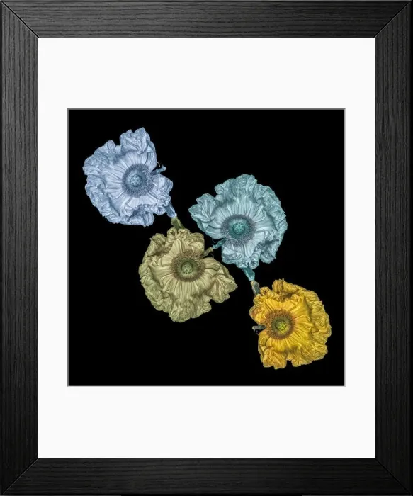 Framed Print : Floral fine art still life detailed color macro flower image of satin / silk poppy wide opened blossoms isolated on black Framed Print : Floral fine art still life detailed color macro flower image of satin / silk poppy wide opened blossoms isolated on black
