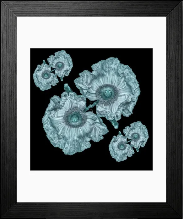 Framed Print : Floral fine art still life detailed monochrome olive green macro flower image of satin / silk poppy wide opened blossoms