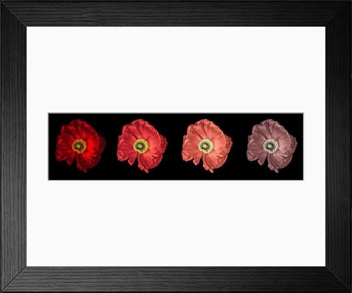Framed Print : Floral fine art still life detailed color macro flower portrait of a collection of four isolated red glowing satin / silk Framed Print : Floral fine art still life detailed color macro flower portrait of a collection of four isolated red glowing satin / silk