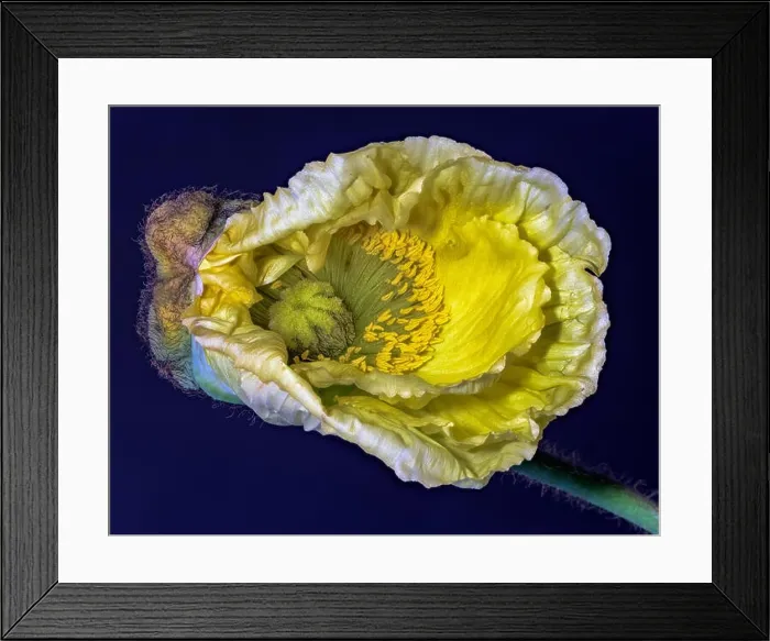Framed Print : Floral fine art still life detailed color macro flower photo of a single isolated white yellow satin / silk poppy wide Framed Print : Floral fine art still life detailed color macro flower photo of a single isolated white yellow satin / silk poppy wide