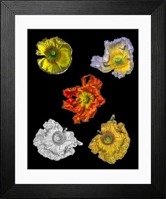 Framed Print : Surreal floral fine art still life detailed color macro flower image of a collection of single isolated wide opened Framed Print : Surreal floral fine art still life detailed color macro flower image of a collection of single isolated wide opened