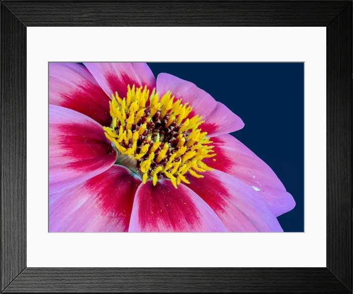 Framed Print : Fine art still life floral macro of the inner of a violet red single wide open blooming dahlia blossom on blue Framed Print : Fine art still life floral macro of the inner of a violet red single wide open blooming dahlia blossom on blue