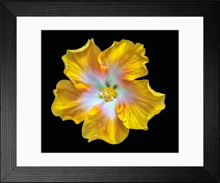 Framed Print : Fine art still life floral color macro flower photography of a single isolated blooming yellow red green wide open Framed Print : Fine art still life floral color macro flower photography of a single isolated blooming yellow red green wide open
