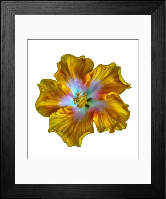 Framed Print : Fine art still life floral colorful macro flower photography of asingle isolated blooming yellow red green wide open