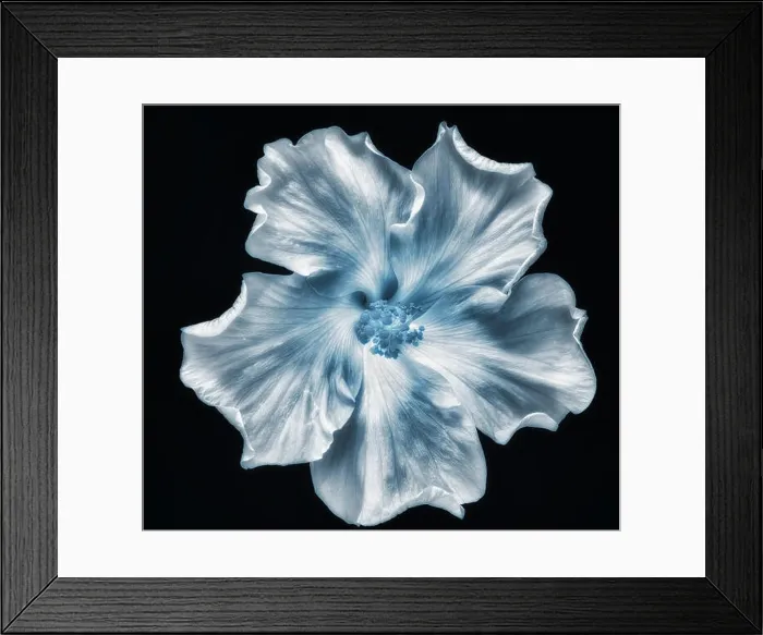 Framed Print : Fine art still life floral monochrome macro flower photography of a single isolated blooming wide open blue hibiscus Framed Print : Fine art still life floral monochrome macro flower photography of a single isolated blooming wide open blue hibiscus