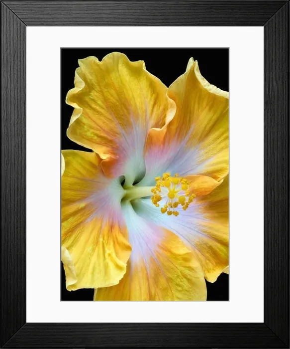Framed Print : Floral color macro flower image of a the pistil of a single isolated blooming open yellow hibiscus blossom with Framed Print : Floral color macro flower image of a the pistil of a single isolated blooming open yellow hibiscus blossom with