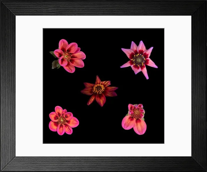 Framed Print : Fine art still life floral macro of a collection of red isolated single blooming dahlia blossoms with green leaves Framed Print : Fine art still life floral macro of a collection of red isolated single blooming dahlia blossoms with green leaves