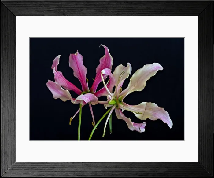 Framed Print : Color fine art still life floral macro image of a three isolated white red lily blossoms on black background Framed Print : Color fine art still life floral macro image of a three isolated white red lily blossoms on black background