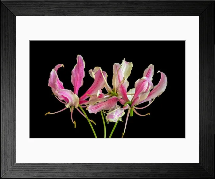 Framed Print : Color fine art still life floral macro image of a three isolated white red lily blossoms on black background Framed Print : Color fine art still life floral macro image of a three isolated white red lily blossoms on black background