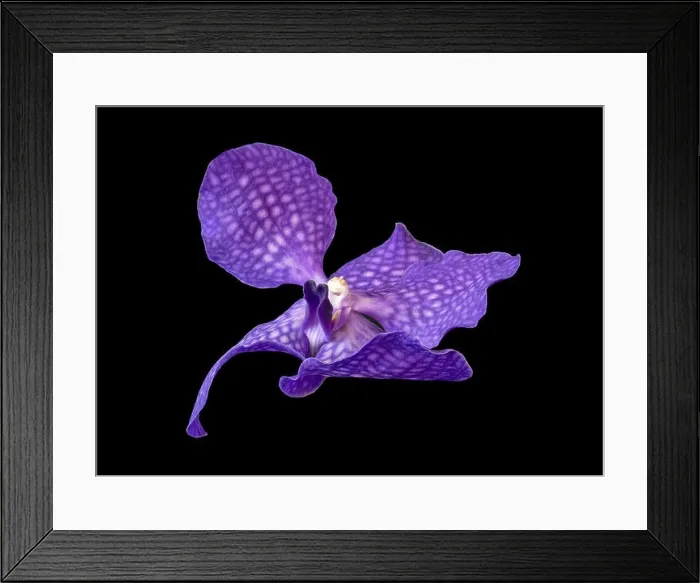 Framed Print : Fine art still life floral color macro image of a single isolated violet orchid blossom on black background in fantasy Framed Print : Fine art still life floral color macro image of a single isolated violet orchid blossom on black background in fantasy