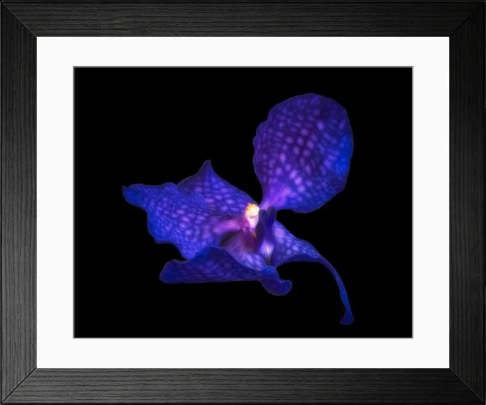 Framed Print : Fine art still life floral color macro image of a single isolated dark blue orchid blossom on black background in Framed Print : Fine art still life floral color macro image of a single isolated dark blue orchid blossom on black background in