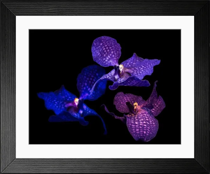Framed Print : Fine art still life floral color fantasy collage of macro images of a three single isolated dark blue violet orchid