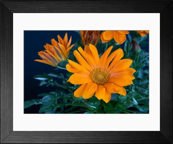 Framed Print : Fine art still life color flower macro photography of a blooming wide open orange delosperma blossoms with green leaves Framed Print : Fine art still life color flower macro photography of a blooming wide open orange delosperma blossoms with green leaves