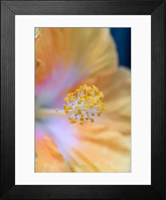 Framed Print : Fine art still life floral color macro flower image of the pistil of a single isolated blooming open yellow hibiscus Framed Print : Fine art still life floral color macro flower image of the pistil of a single isolated blooming open yellow hibiscus