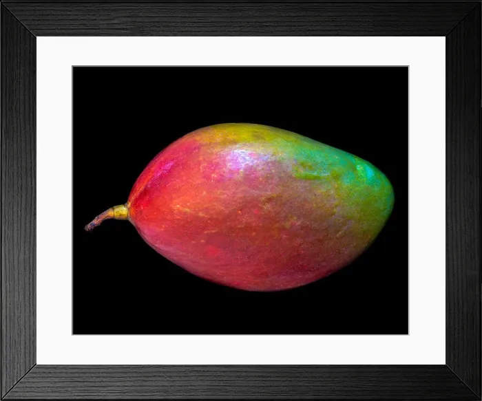 Framed Print : Fine art still life color macro image of a single isolated colorful fresh red green mango on black background Framed Print : Fine art still life color macro image of a single isolated colorful fresh red green mango on black background