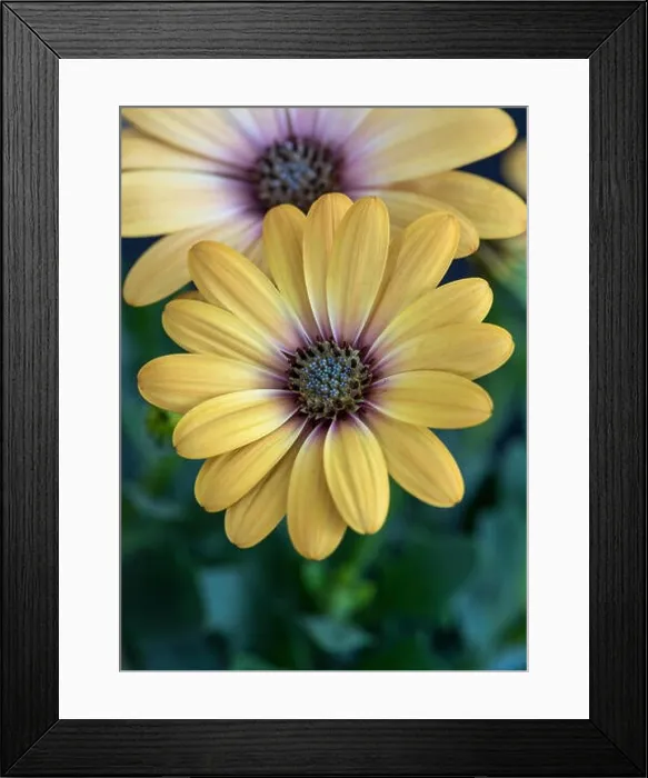 Framed Print : Fine art still life flower color macro image of a wide open blooming yellow african cape daisy / marguerite blossom Framed Print : Fine art still life flower color macro image of a wide open blooming yellow african cape daisy / marguerite blossom