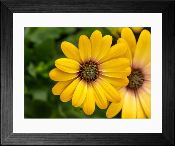 Framed Print : Fine art still life flower color macro image of a wide open blooming yellow african cape daisy / marguerite blossom Framed Print : Fine art still life flower color macro image of a wide open blooming yellow african cape daisy / marguerite blossom