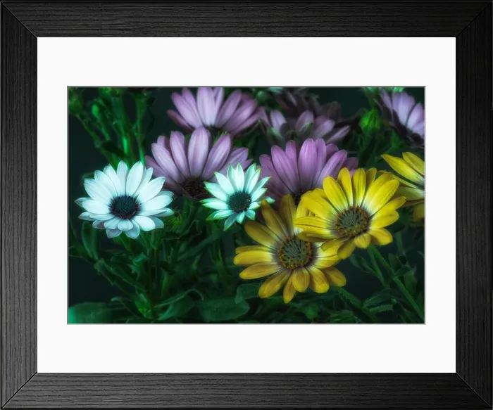 Framed Print : Fine art still life color flower macro of wide open blooming white violet yellow cape daisy / marguerite blossoms with Framed Print : Fine art still life color flower macro of wide open blooming white violet yellow cape daisy / marguerite blossoms with